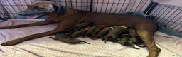 Rhodesian Ridgeback dogs for stud: Hips 1/1, Elbows 0/0 JME, DM, MH, EOAD, IVA Clear - Advert 2