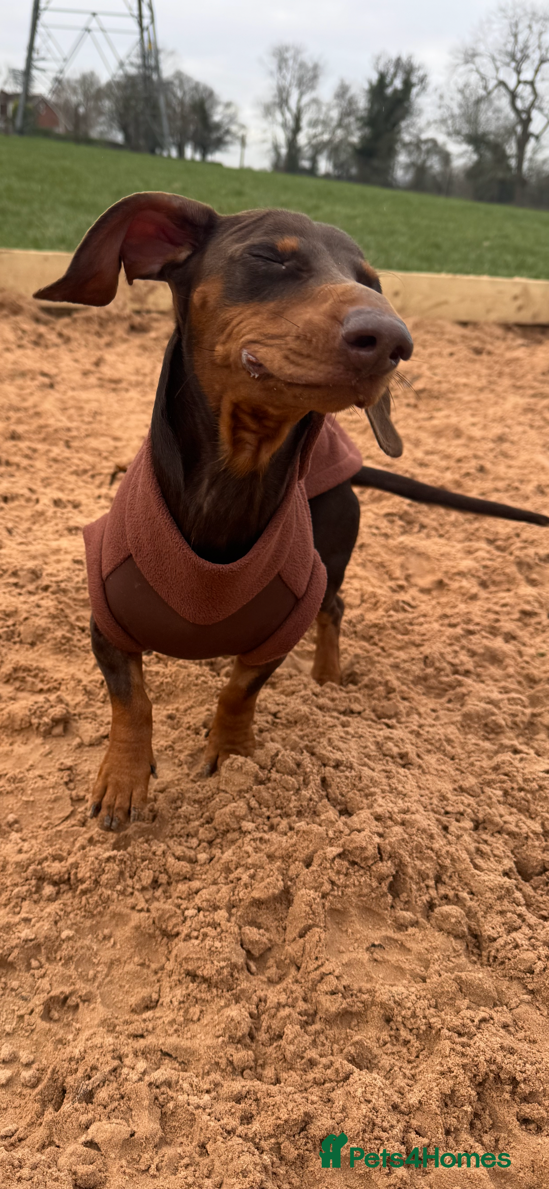Dachshund dogs for stud: My beautiful bear❤️ - Advert 2