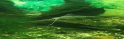Catfish fish for sale: 5 Pictus Catfish - Advert 1