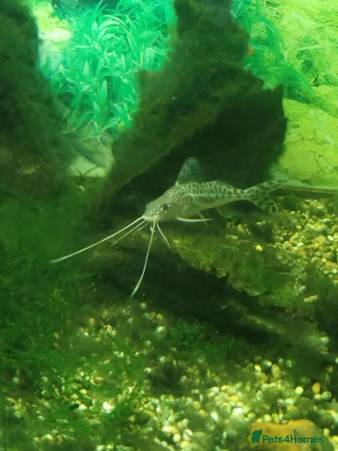 Catfish fish for sale: 5 Pictus Catfish - Advert 1