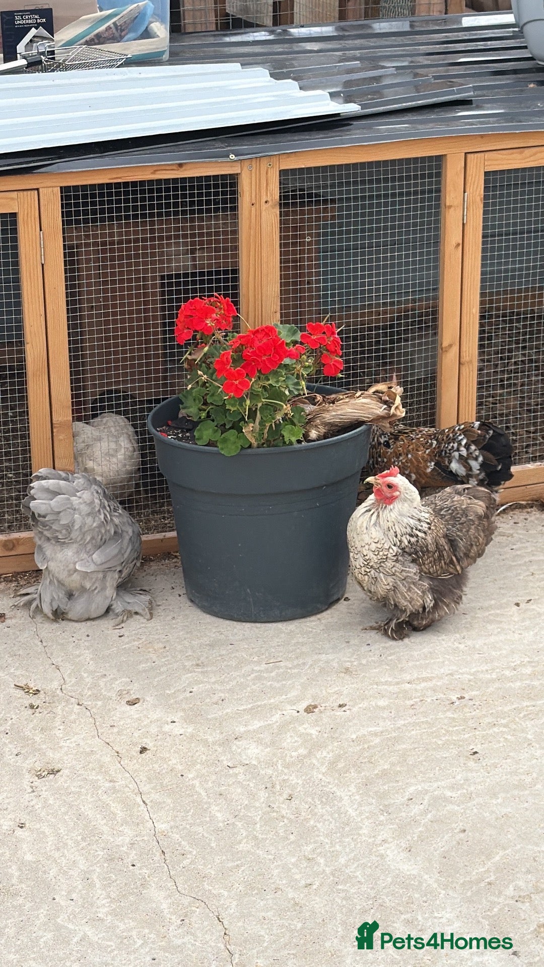 Chickens poultry Pekin hens polish hen Wyandotte hen  - Advert 2