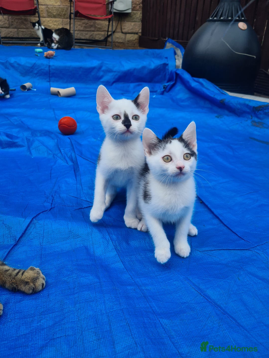 Mixed Breed cats for sale: 2 kittens for sale - Image 4