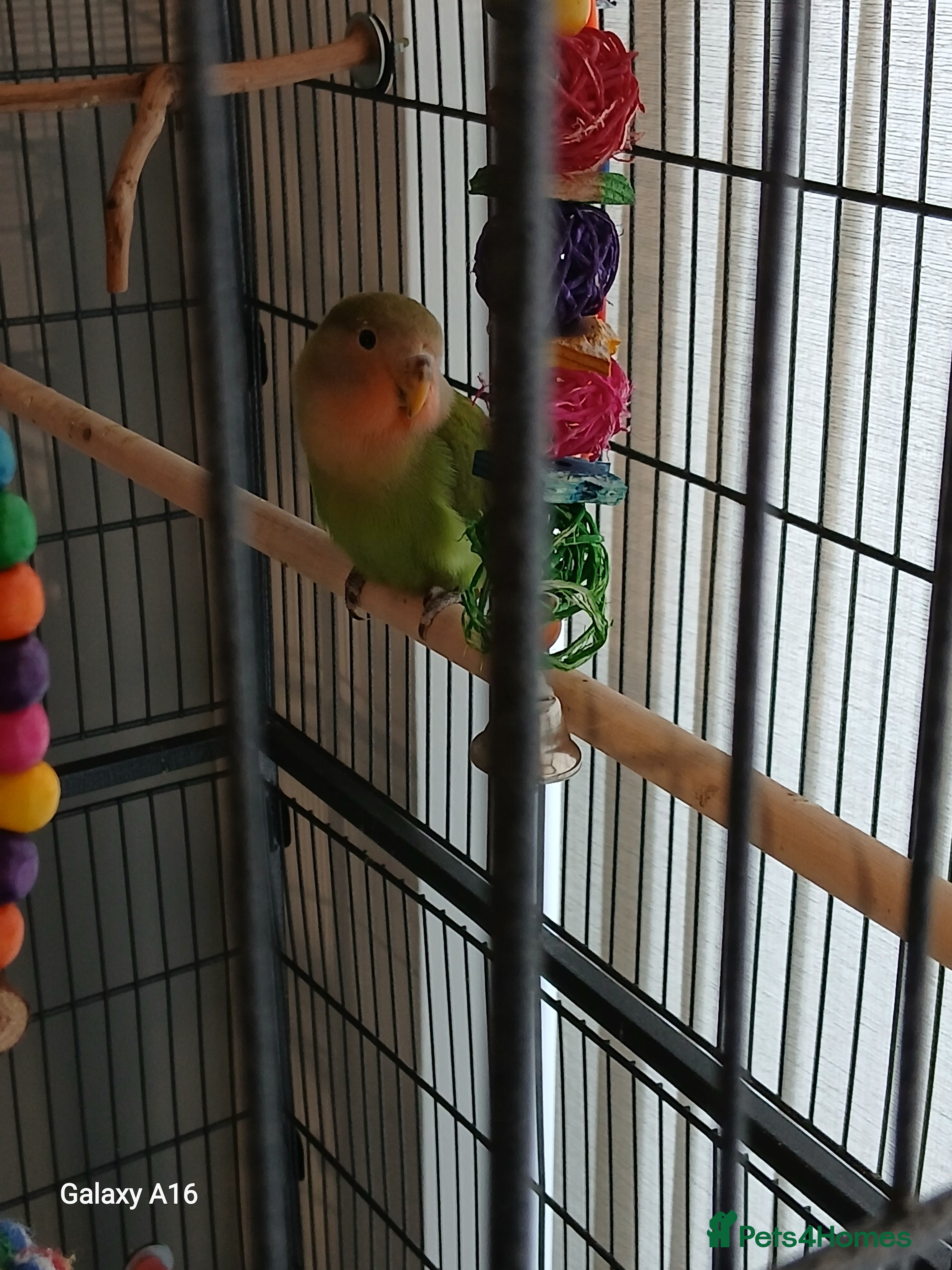 Lovebirds birds Hand tame lovebird - Advert 4