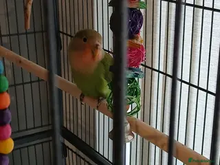 Lovebirds birds Hand tame lovebird - Advert 4