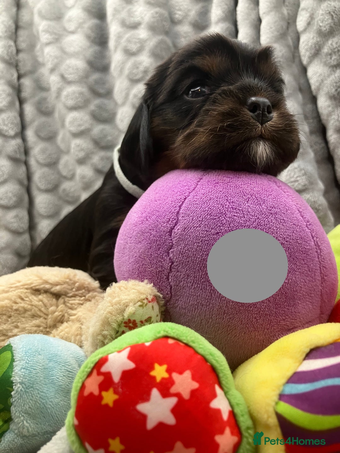 Cavalier King Charles Spaniel dogs for sale: KC Registered Puppies from Health Tested Parents  - Image 7
