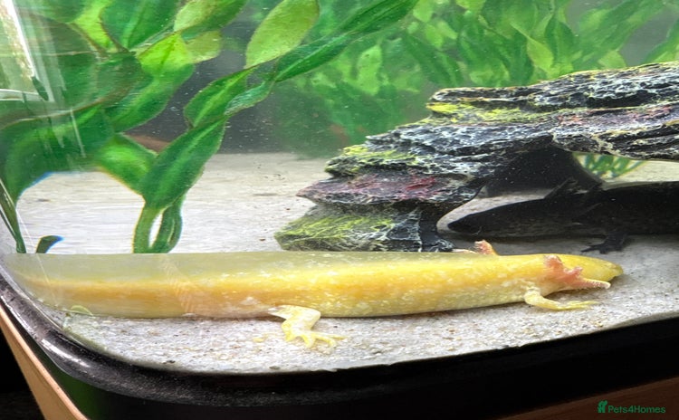 Axolotl reptiles - Advert 1