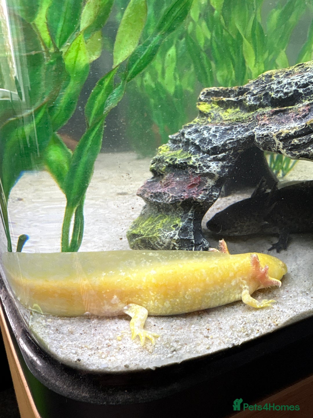 Axolotl reptiles for sale: Golden female axolotl  - Image 1