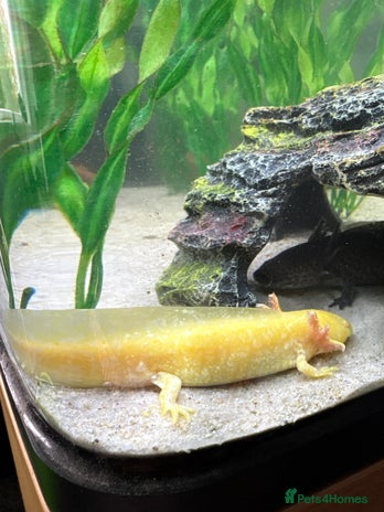 Axolotl reptiles - Advert 1