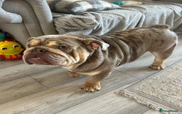 English Bulldog dogs for stud: Teddy bear 🧸 English bulldog stud in Newcastle upon Tyne - Image 5