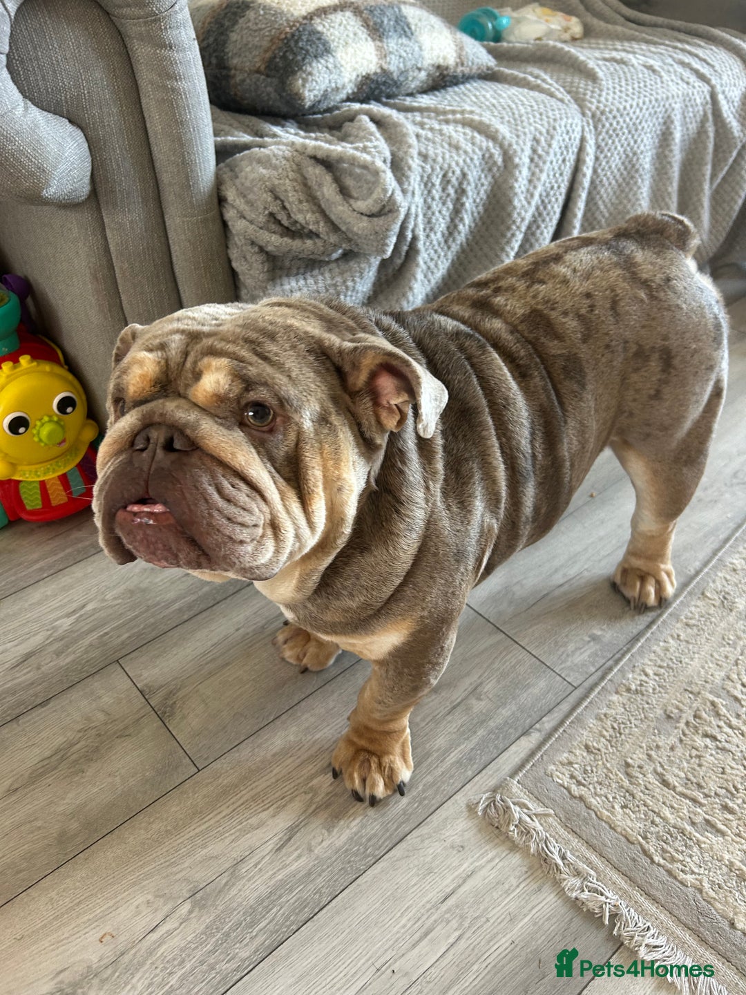 English Bulldog dogs for stud: Teddy bear 🧸 English bulldog stud in Newcastle upon Tyne - Image 5