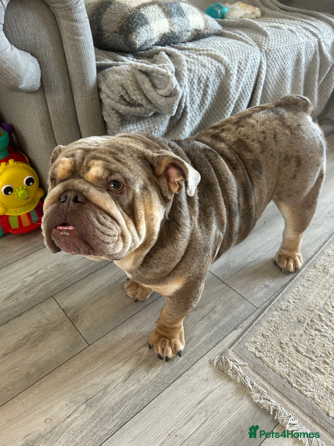 English Bulldog dogs for stud: Teddy bear 🧸 English bulldog stud in Newcastle upon Tyne - Advert 5