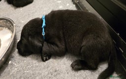 Labrador Retriever dogs for sale: Beautiful boys - Image 15