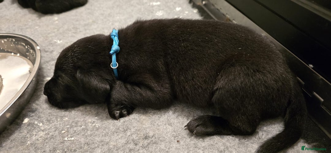 Labrador Retriever dogs for sale: Beautiful boys - Image 15