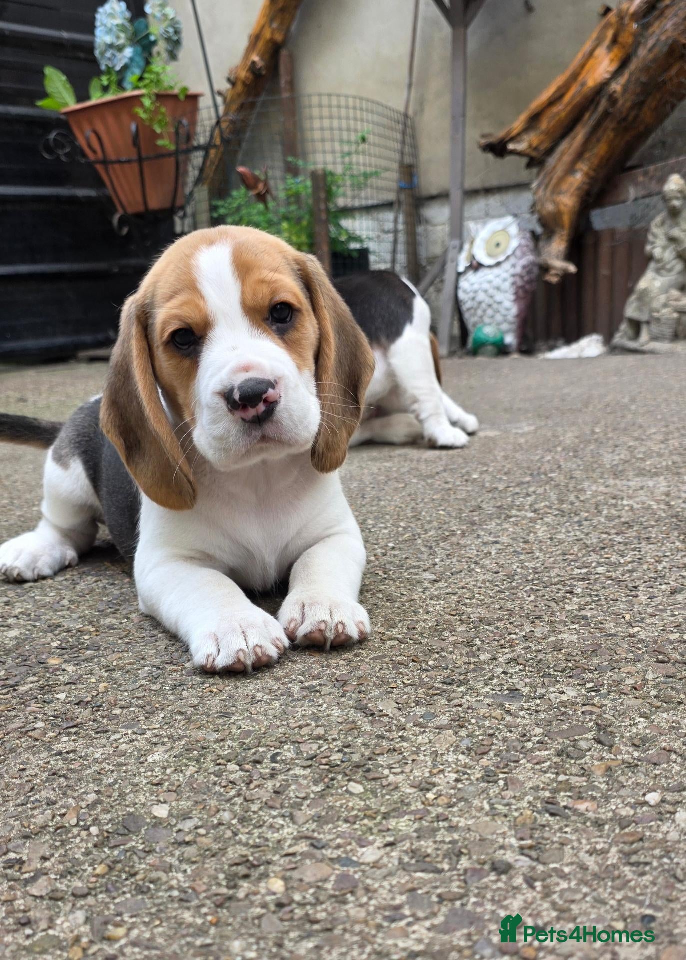 Beagle dogs 🐾Beautiful Beagle Puppies For Sale!🐶💕 - Advert 4