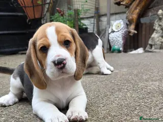 Beagle dogs 🐾Beautiful Beagle Puppies For Sale!🐶💕 - Advert 4
