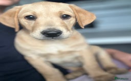 Labrador Retriever dogs for sale: 🐶 Last Beautiful Girl Available 🩷 - Image 1