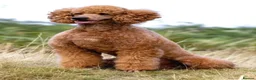 Standard Poodle dogs for sale: Exceptional Standard Poodle Puppies  - Advert 15