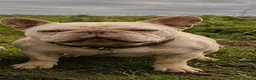 French Bulldog dogs for sale: Female Cream French bulldog  in Sleaford - Advert 2