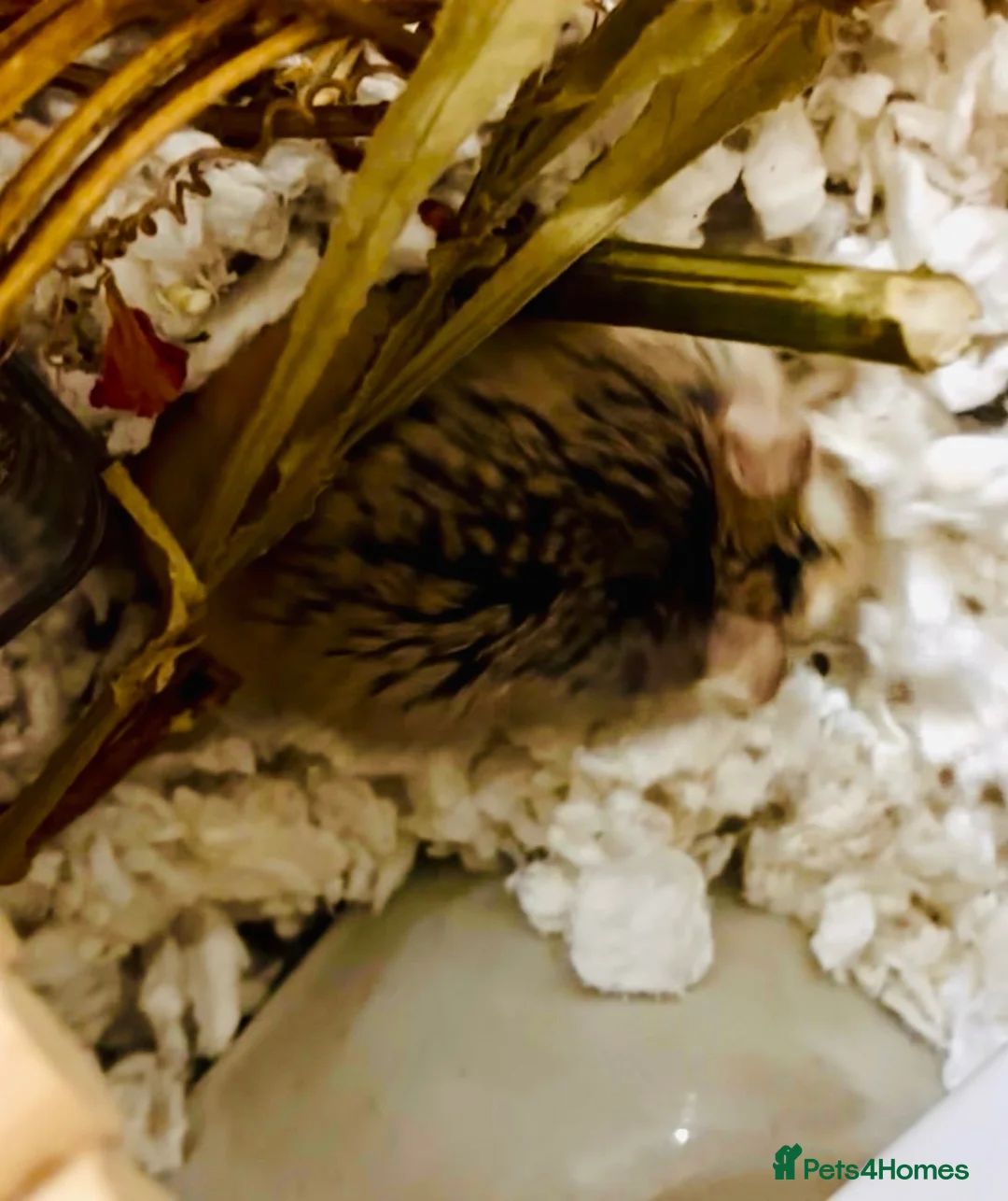Hamster rodents for sale: Derek - sweet Roborovski Hamster for adoption  in Buntingford - Advert 3