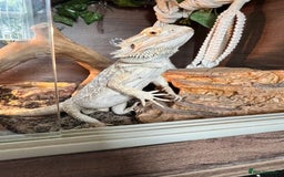 Bearded Dragon reptiles for sale: Bearded dragon  - Image 13