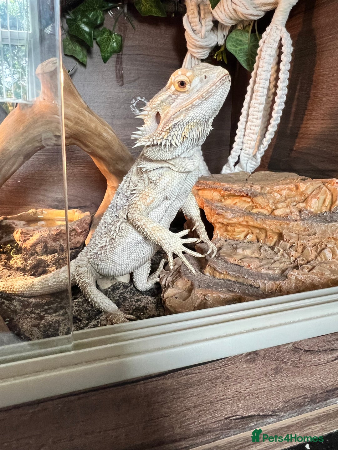 Bearded Dragon reptiles for sale: Bearded dragon  - Image 13