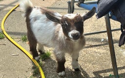 Goats livestock for sale: Gorgeous Chocolate & White Female Baby Pigmy - Image 9