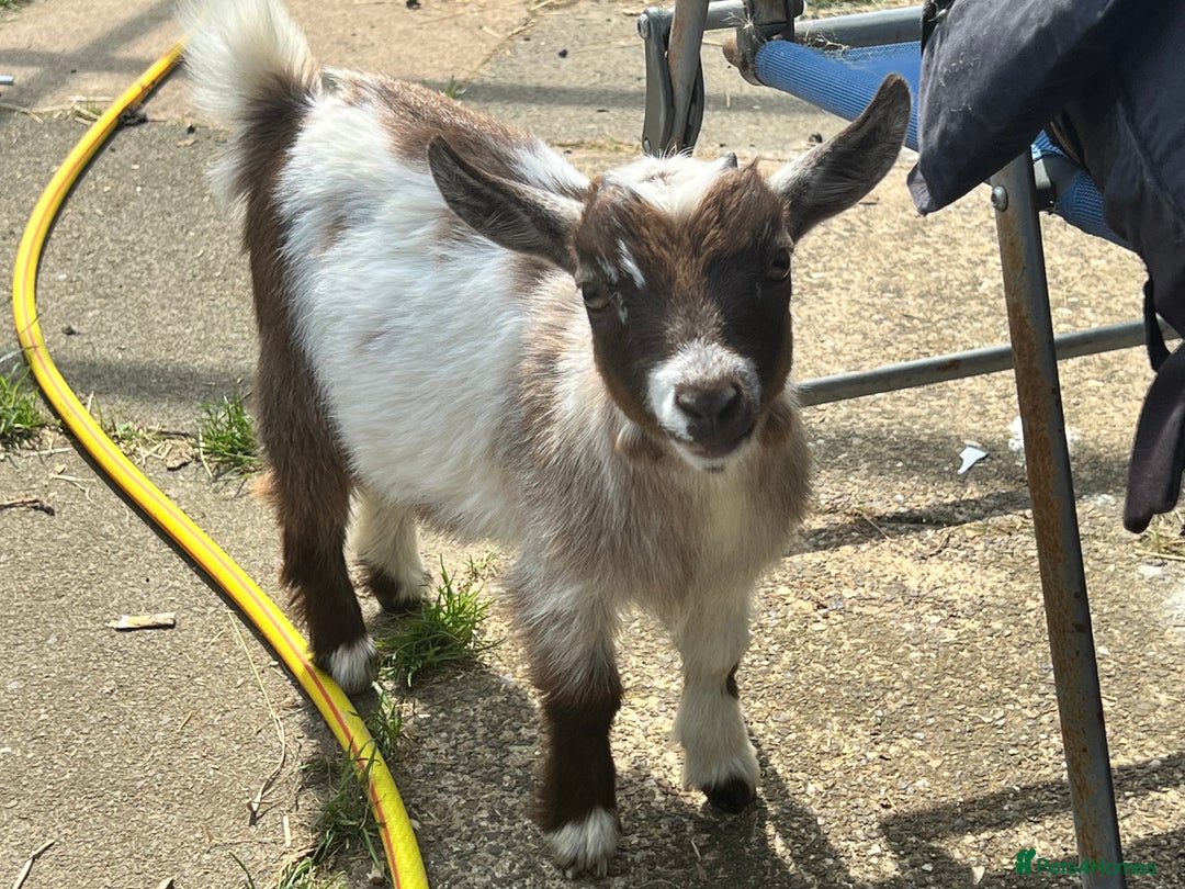 Goats livestock for sale: Gorgeous Chocolate & White Female Baby Pigmy - Image 9