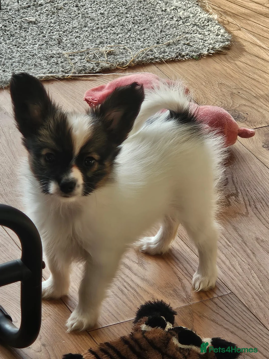 Papillon dogs for sale: Papillon puppy girls - Advert 14