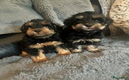Schnoodle dogs for sale: BEAUTIFUL SCHNOODLE PUPPIES 🐶❤️ - Image 7
