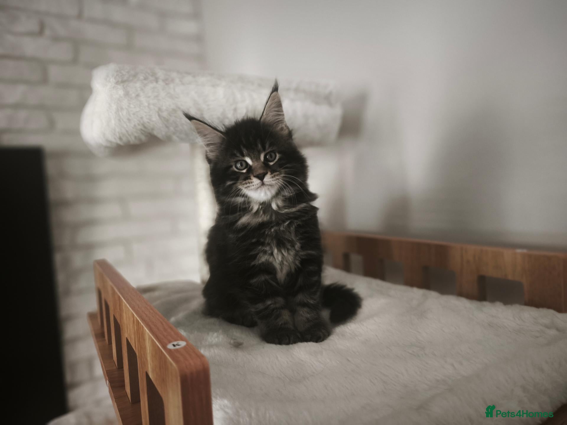 Maine Coon cats Beautiful Maine Coon kittens - Advert 2