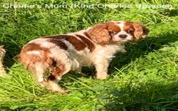 Cavapoo dogs for stud: Gorgeous F1 Cavapoo for stud - Image 17