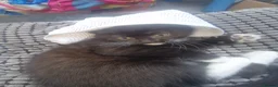 British Shorthair cats for sale: Of British  in Feltham - Advert 4