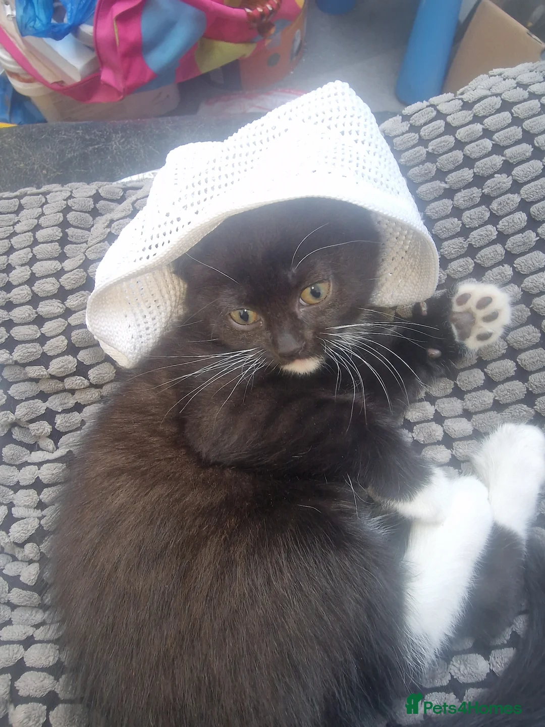 British Shorthair cats for sale: Of British  in Feltham - Advert 4