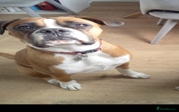 Boxer dogs for sale: Female dog for sale - Image 4