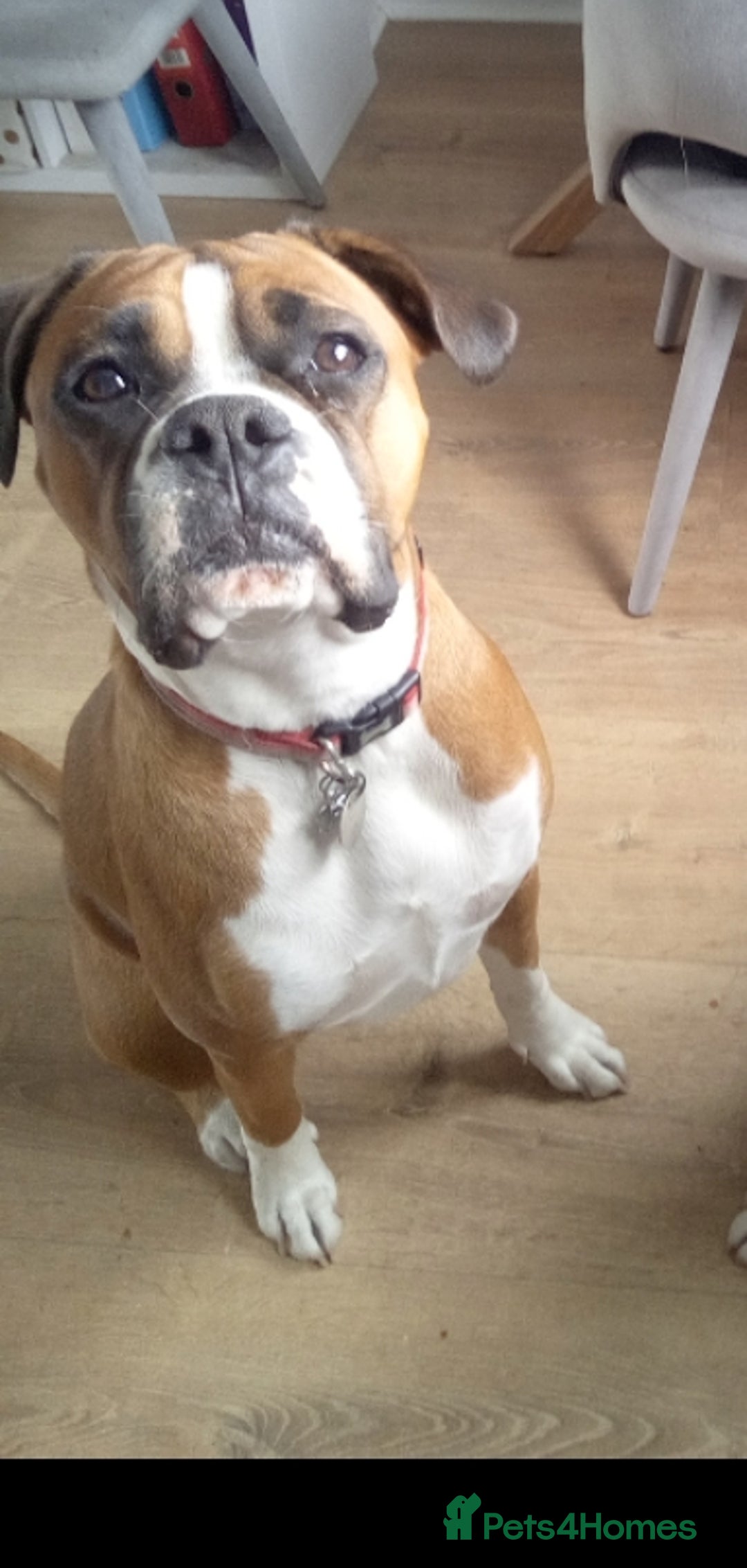 Boxer dogs for sale: Female dog for sale - Image 4