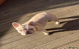 French Bulldog dogs for sale: French bulldogs full fluffy  - Image 7