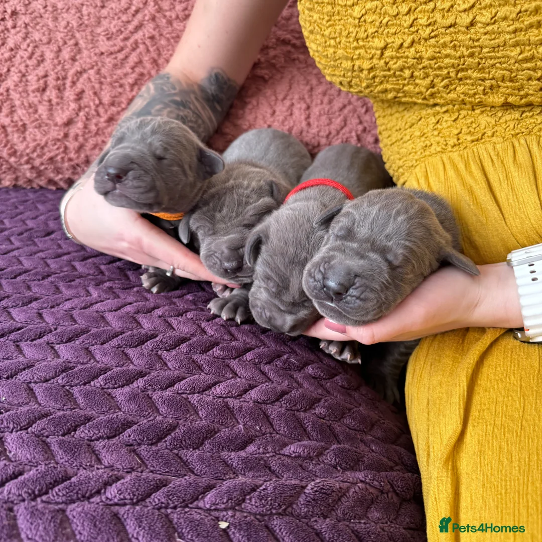 Great Dane dogs for sale: Gorgeous blue KC Great Danes - Advert 1