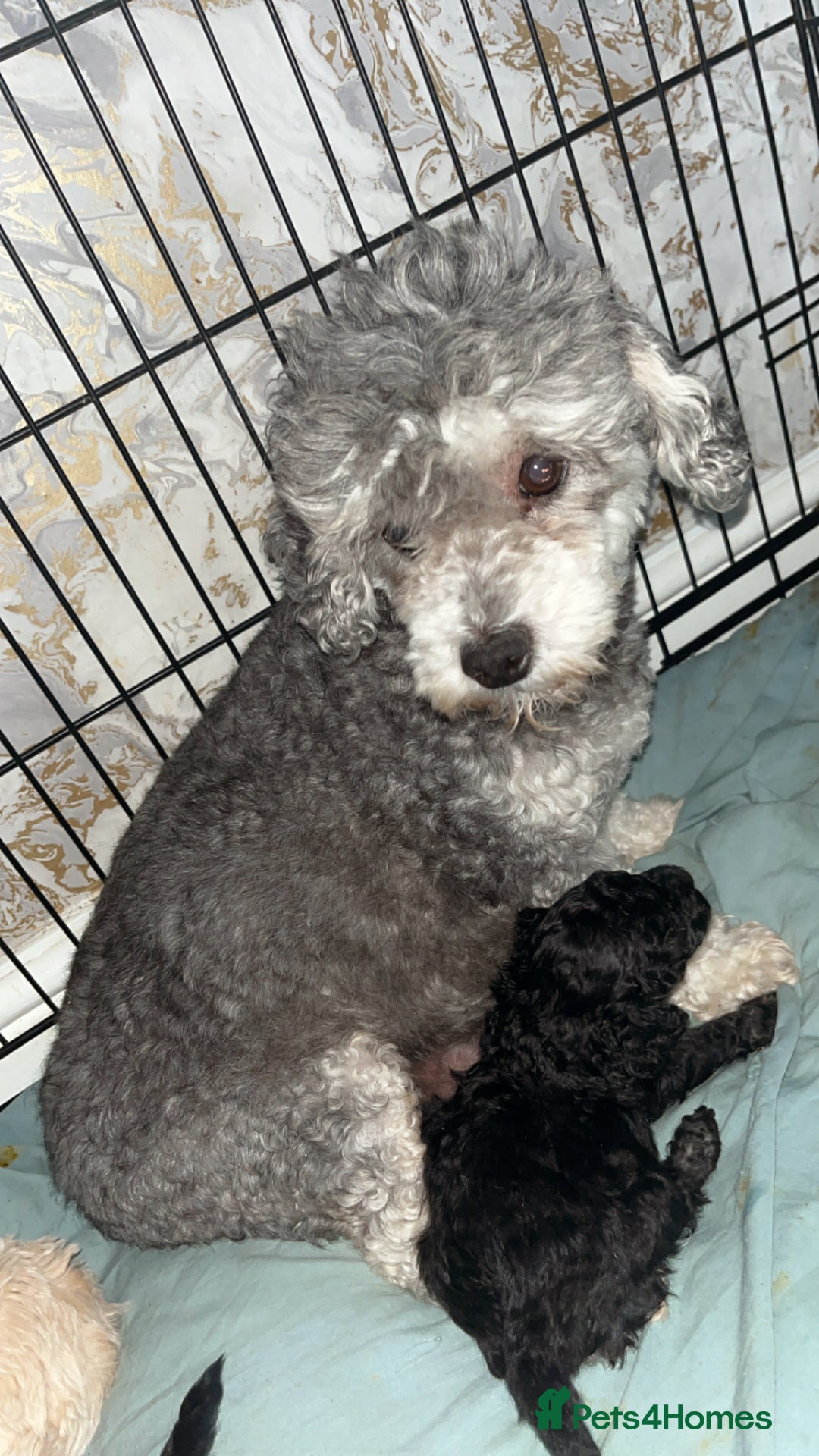 Poochon dogs for sale: Poochon puppies looking for their forever homes 🩷 - Image 6