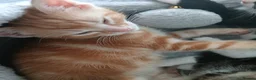Mixed Breed cats for sale: 5 beautiful kittens for sale - Advert 4