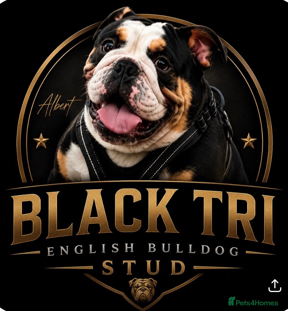 English Bulldog dogs 🔥💎 EXCLUSIVE BLACK TRI STUD SERVICE 💎🔥 - Advert 1