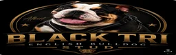 English Bulldog dogs for stud: 🔥💎 EXCLUSIVE BLACK TRI STUD SERVICE 💎🔥 in Sunderland - Advert 1