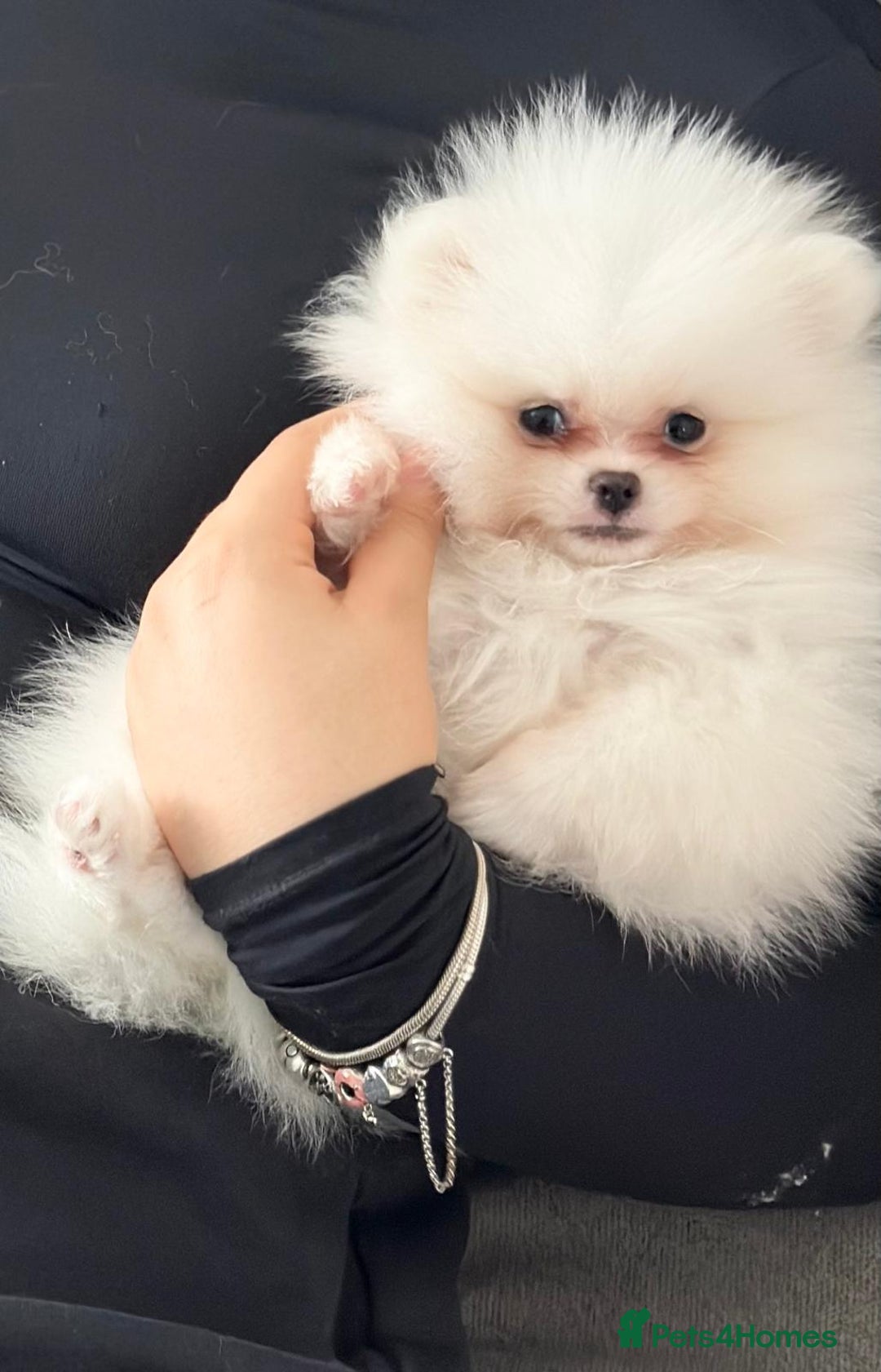 Pomeranian dogs for sale: Quality Pomeranian girls ready NOW ❤ - Image 14