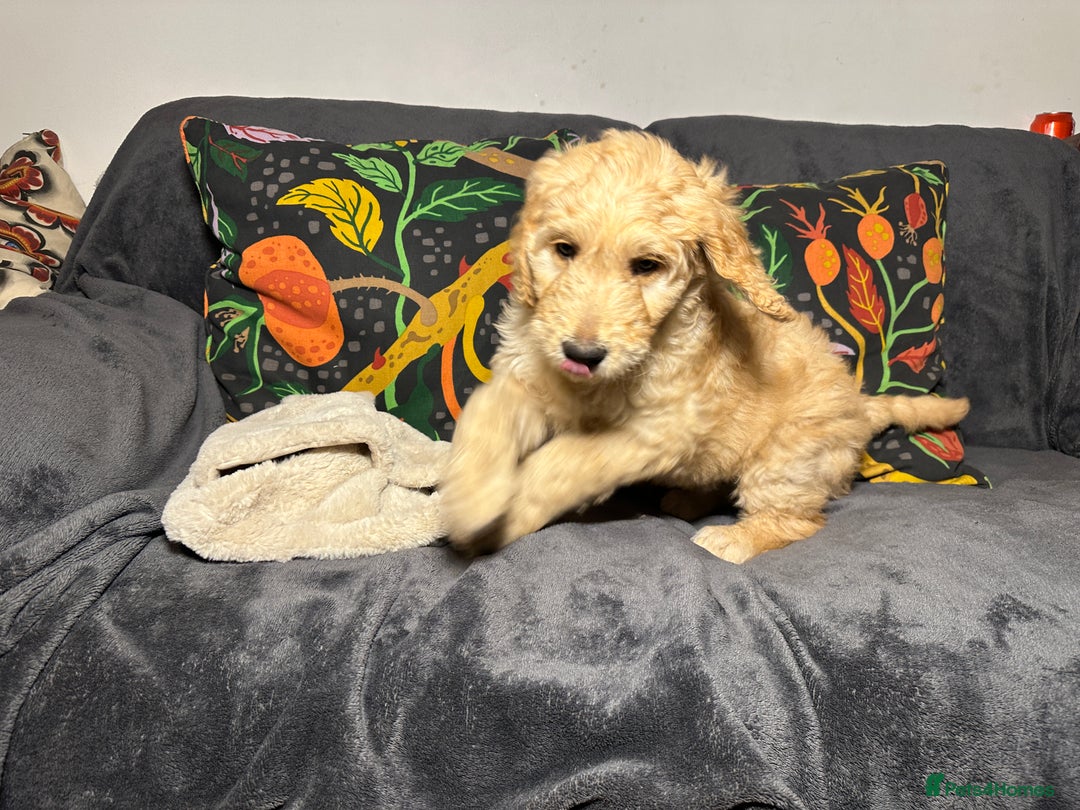 Goldendoodle dogs for sale: Black Phantom Goldendoodles Ready For A New Home! - Advert 23