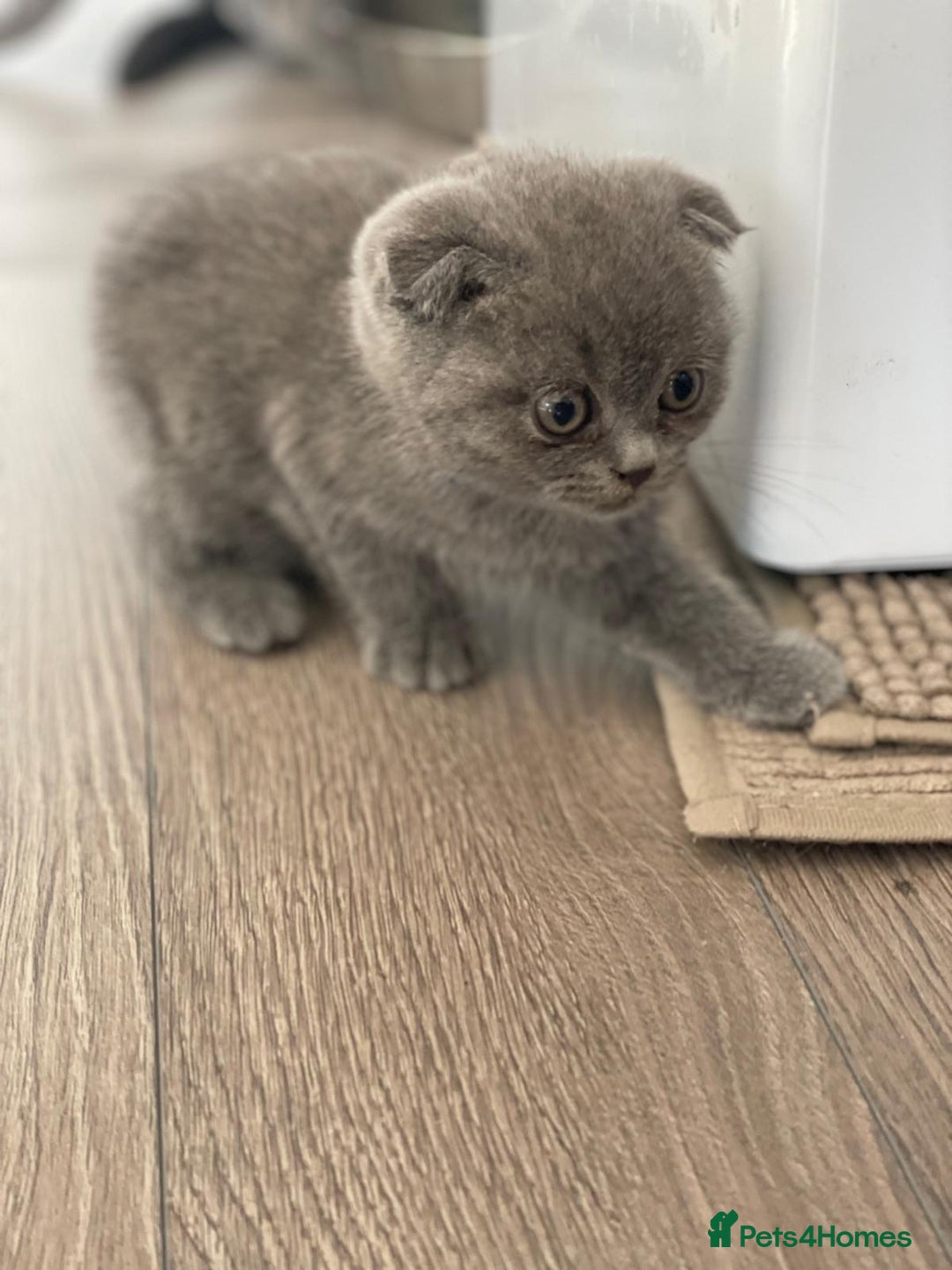Scottish Fold cats for sale: Very Friendly Kittens, Pedigree Scottish Fold  - Advert 22