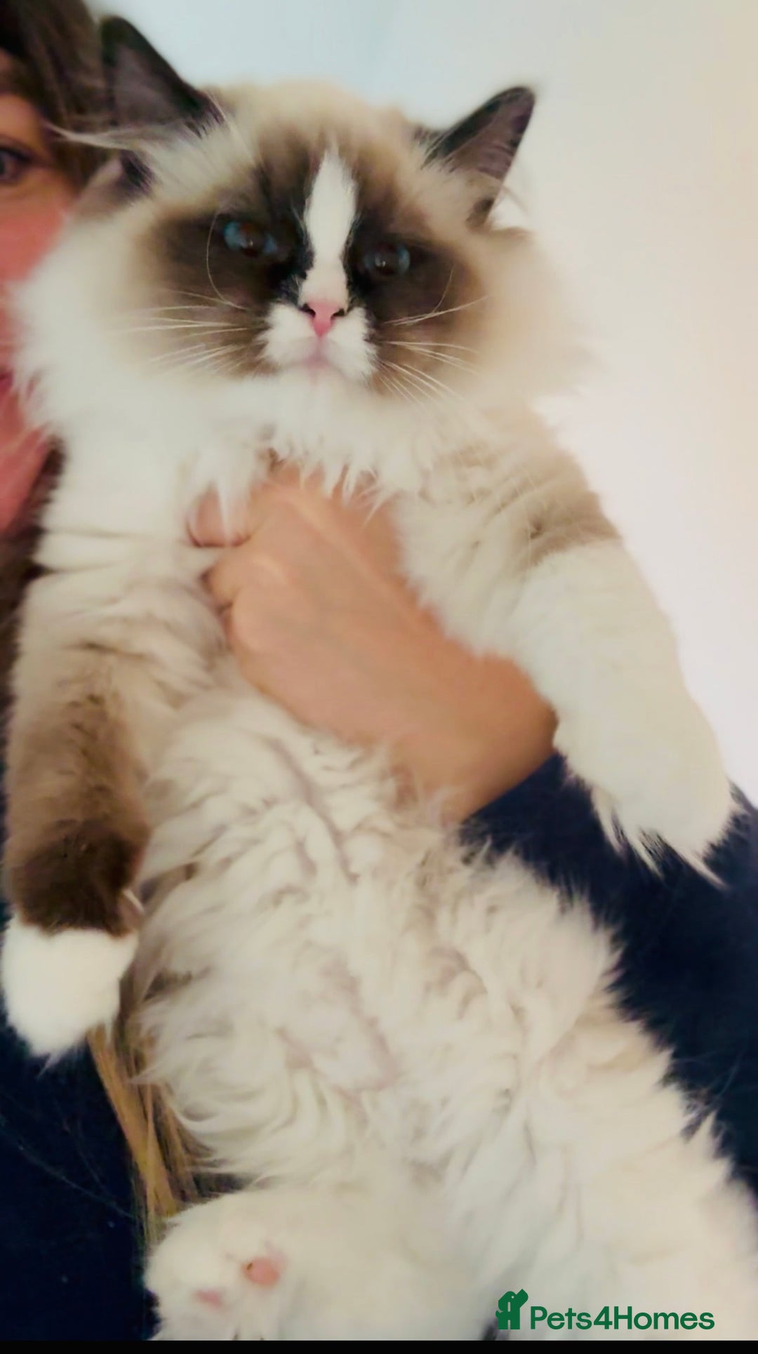 Ragdoll cats for sale: 💙🐾Tica full Pedigree🐾EU Ragdoll 🐱🐾DNA Clear - Advert 35