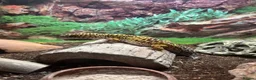 Leopard Gecko reptiles for sale: Leopard Gecko and vivarium in Didcot - Advert 2