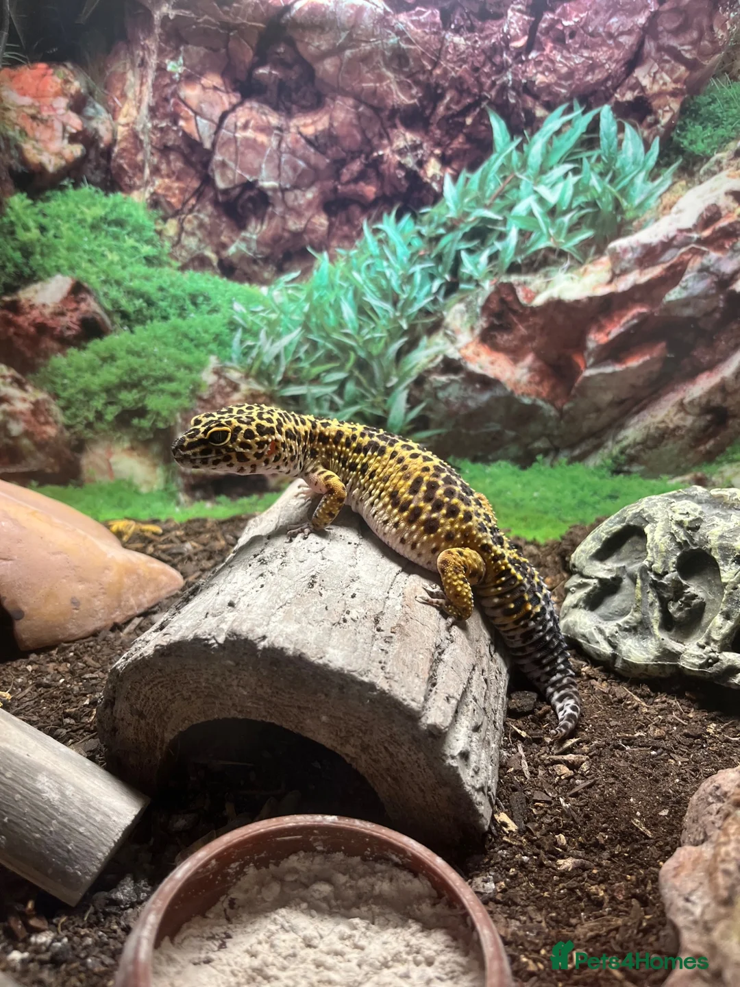 Leopard Gecko reptiles for sale: Leopard Gecko and vivarium in Didcot - Advert 2