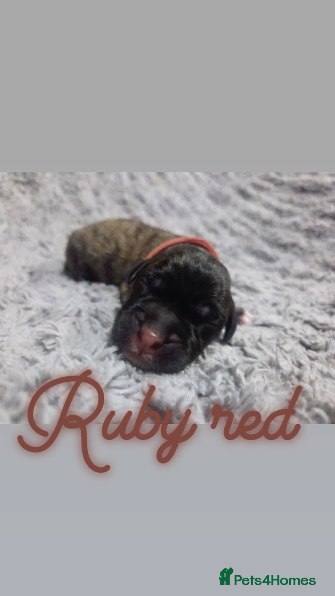 Mixed Breed dogs for sale: Cane Canario Puppies - Advert 9