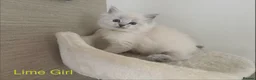 Ragdoll cats for sale: Stunning litter of Ragdoll kittens - Advert 17
