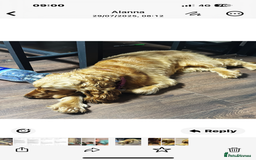 Cocker Spaniel dogs for sale: Beautiful Summer - Image 2